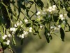 mistletoe-berries-16395_640